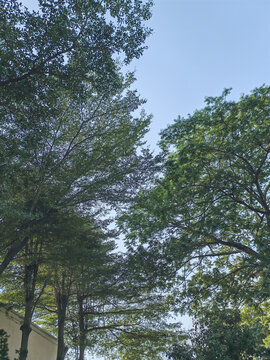 自然风景树摄影植物树风景图