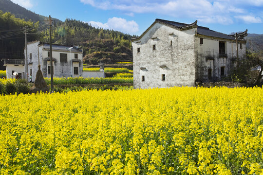 徽州乡村油菜花