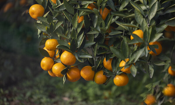 橘子成熟了