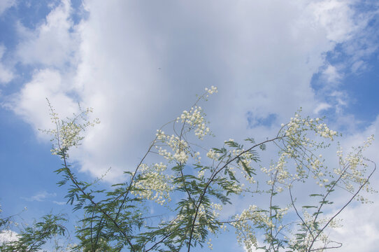 灌木光荚含羞草花枝