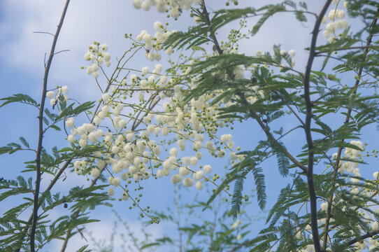 光荚含羞草花叶