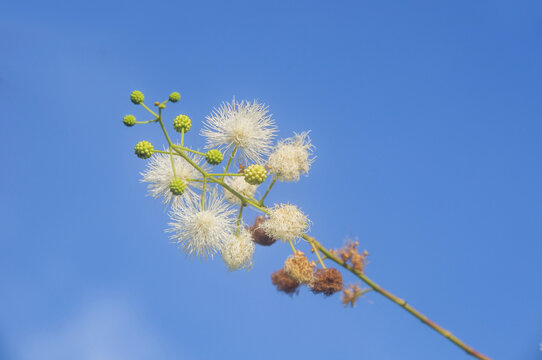 光荚含羞草花枝