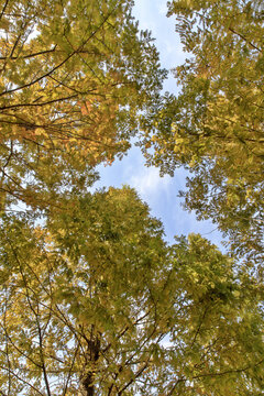 仰拍秋天的杉树林