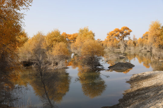 胡杨林风光