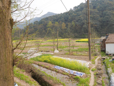 山村菜花地