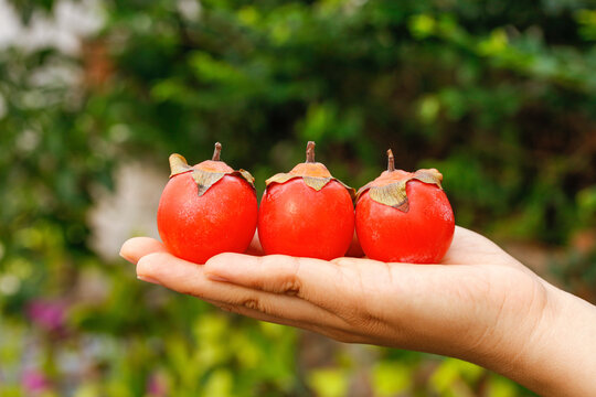 手里拿着蜜柿