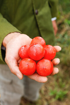 手里拿着珍珠蜜柿