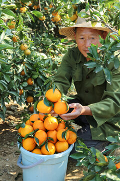 手里拿着爱媛果冻橙