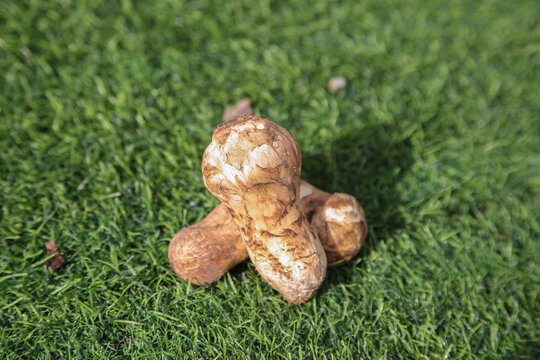 草地上的松茸菇