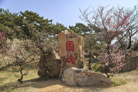 青島十梅庵