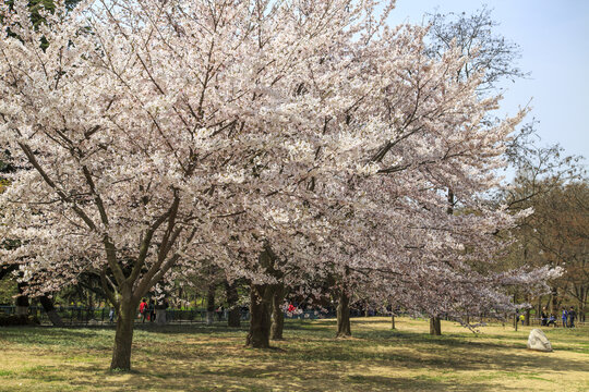 青岛中山公园樱花