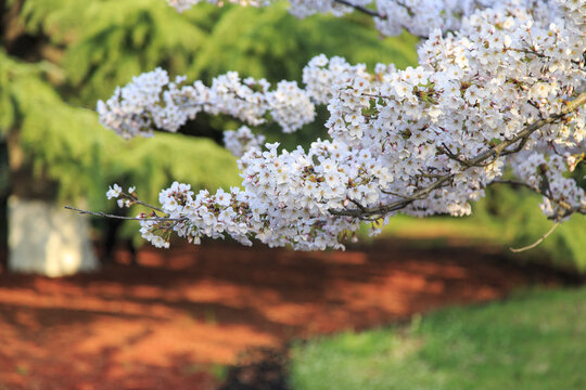 青島中山公園櫻花
