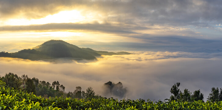 云雾茶山