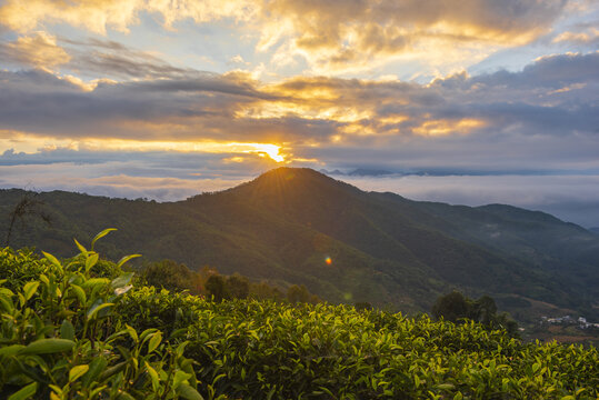 云雾茶山