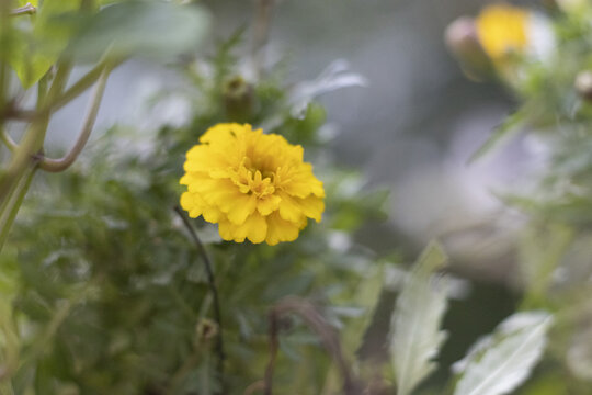小黄花朵万寿菊