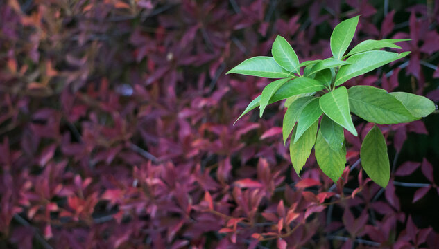 红叶衬托绿叶