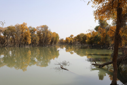 胡杨林风光