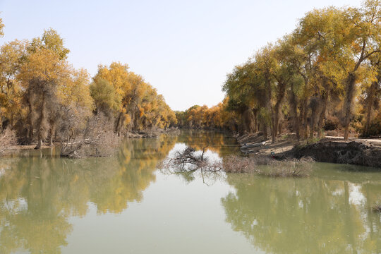 胡杨林风光