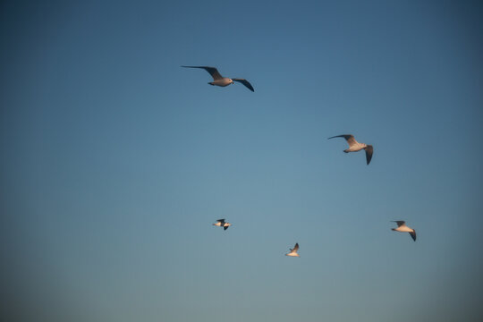 鸟群飞翔海鸥渔业水产