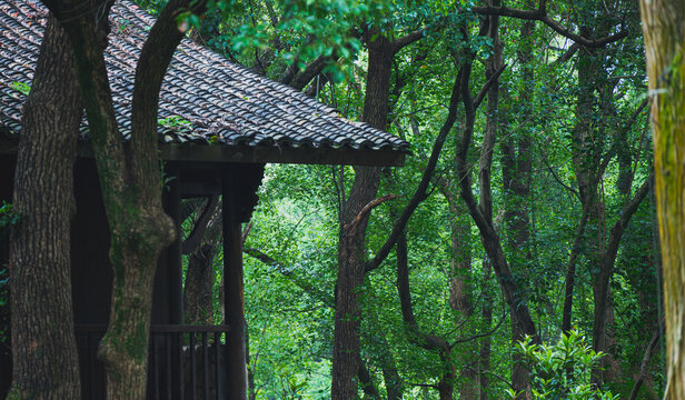 杭州植物园