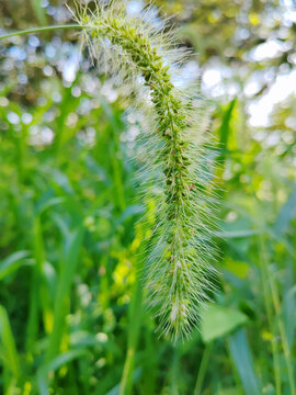 狗尾巴草