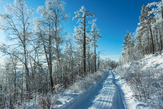 冬季森林雪地车辙