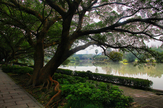 温州江心屿公园大榕树