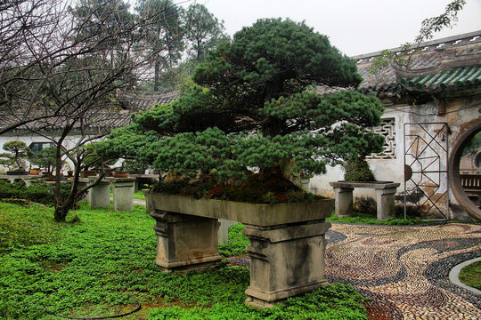 江心屿盆景园中式盆景