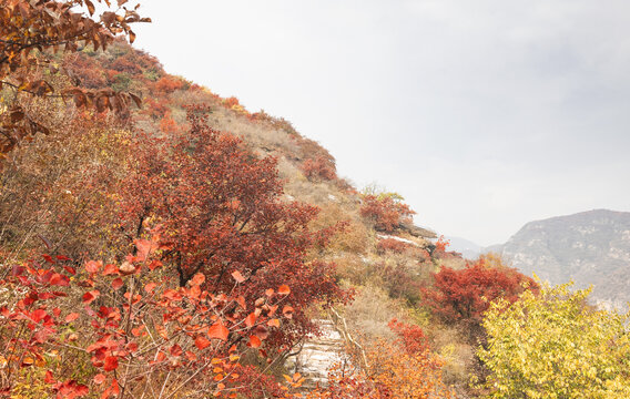 坡峰岭红叶