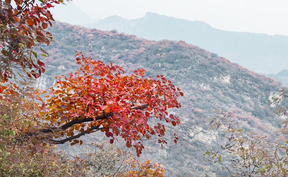 坡峰岭红叶