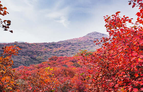 坡峰岭红叶