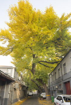 北京胡同秋景