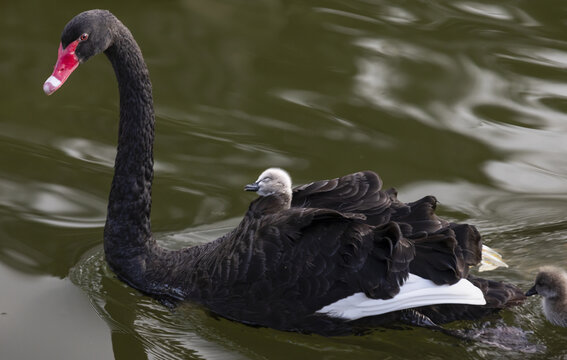 黑天鹅宝宝在妈妈背上