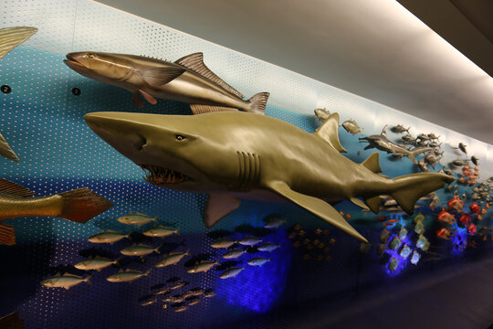 上海自然博物馆鲨鱼模型
