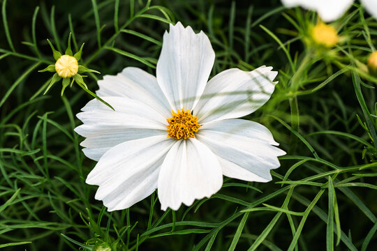 桑格花格桑花秋英菊花