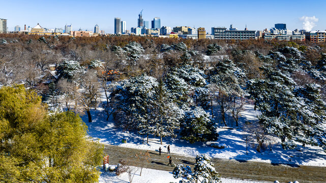 雪后的中国长春南湖公园森林雪景