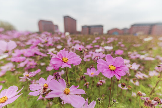 波斯菊特写