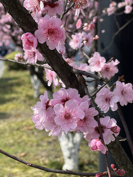 桃花