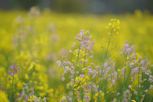 油菜花田