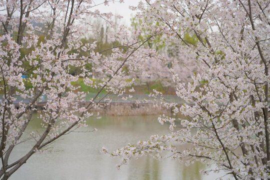 樱花