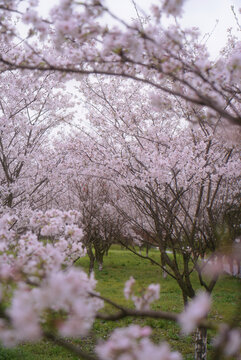 樱花