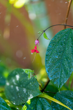 盛开的龙吐珠花