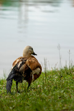 湖边的赤麻鸭