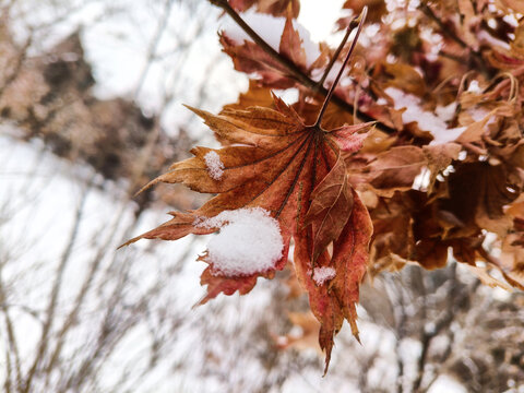 雪后干枯的枫叶