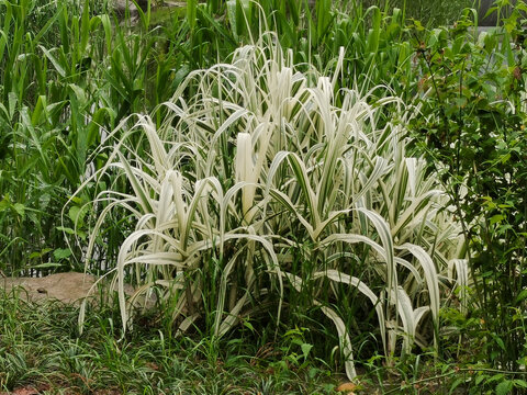 花叶芦竹景观植物