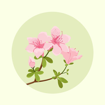 杜鵑