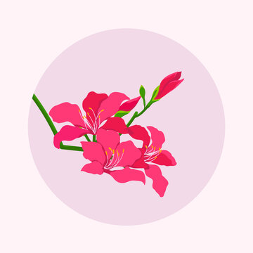 紅花羊蹄甲