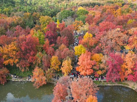 苏州天平山秋季风景航拍