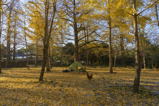 张家崎村