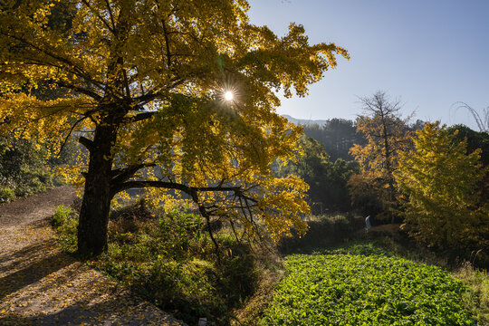 张家崎村